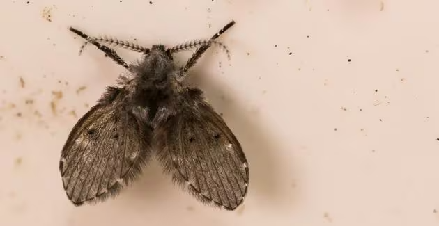 Rioolvliegjes bestrijden