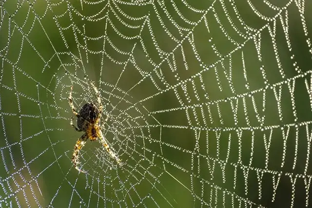Spinnen laten bestrijden