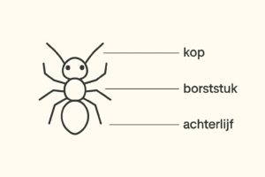 Schematische tekening van een insect met labels voor kop, borststuk en achterlijf